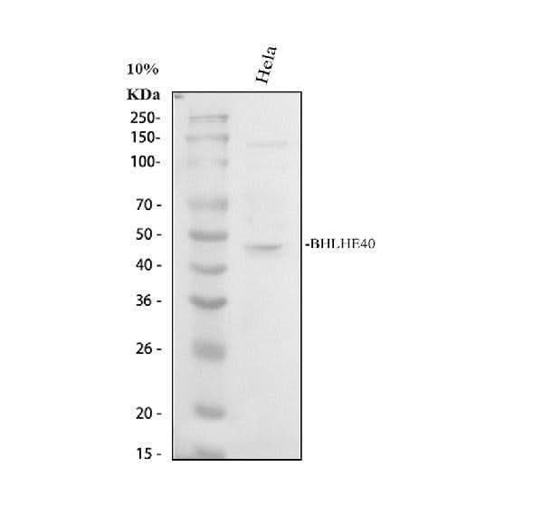 Anti-BHLHE40 Antibody Picoband® Boster Bio