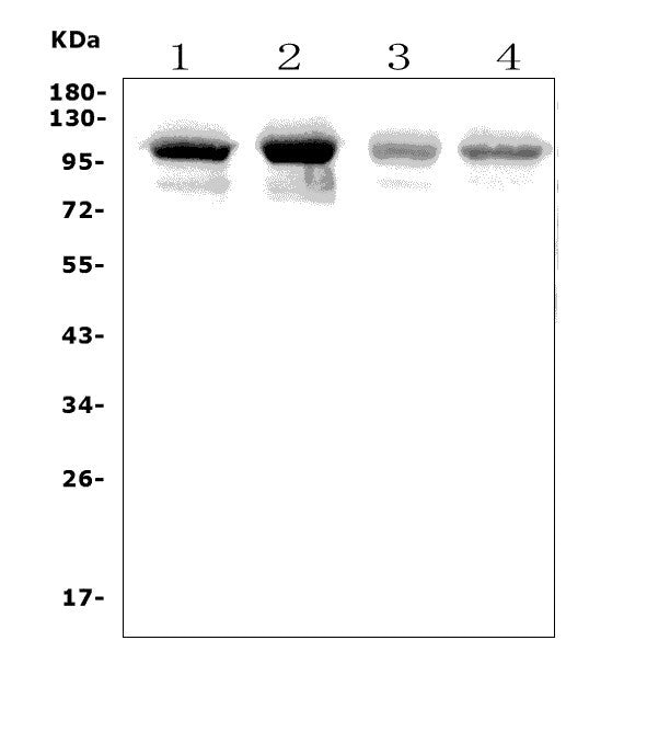 Anti-PLD2 Picoband® Antibody Boster Bio