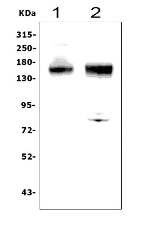 Anti-CD13/ANPEP Picoband® Antibody Boster Bio