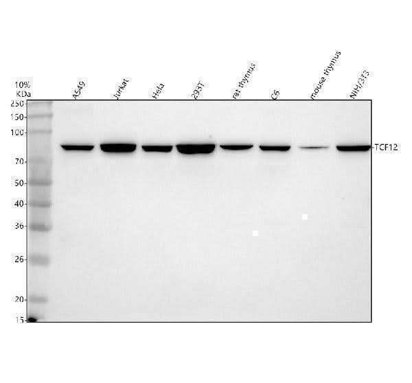 Anti-HEB/TCF12 Antibody Picoband® Boster Bio