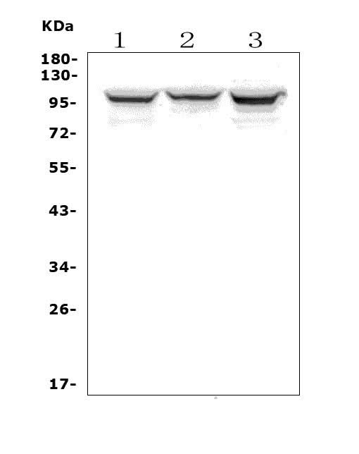 Anti-ADAM15 Antibody Picoband® Boster Bio