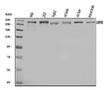 Anti-USP9X Antibody Picoband® Boster Bio