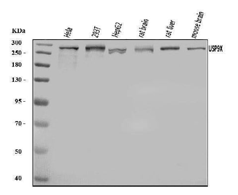 Anti-USP9X Antibody Picoband® Boster Bio