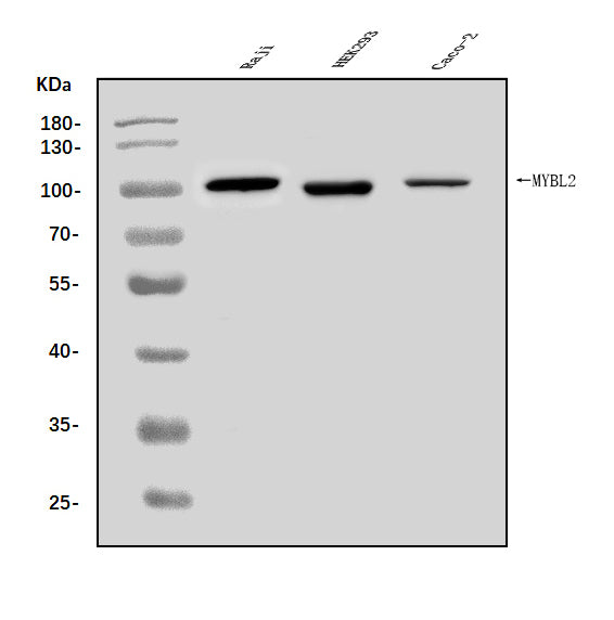 Anti-B MyB/MYBL2 Antibody Picoband® Boster Bio