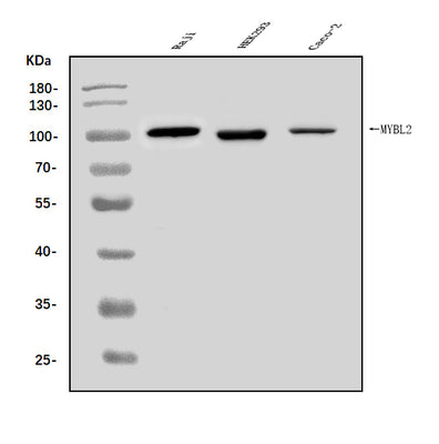Anti-B MyB/MYBL2 Antibody Picoband® Boster Bio