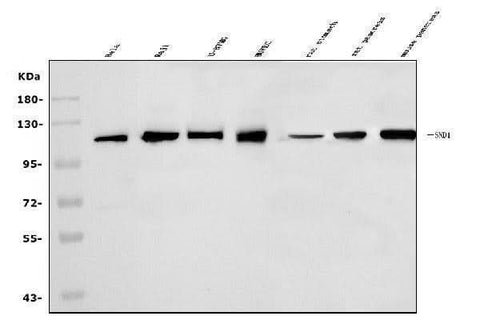 Anti-SND1 Antibody Picoband® Boster Bio