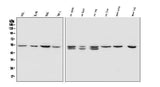 Anti-SOX11 Antibody Picoband® Boster Bio