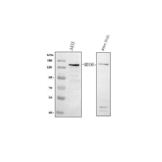 Anti-MYO6 Antibody Picoband® Boster Bio