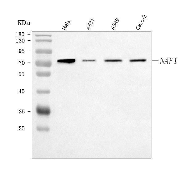 Anti-NAF1 Antibody Picoband® Boster Bio