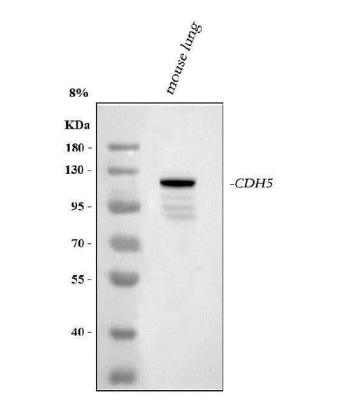 Anti-VE-Cadherin Cdh5-Antibody Picoband® Boster Bio