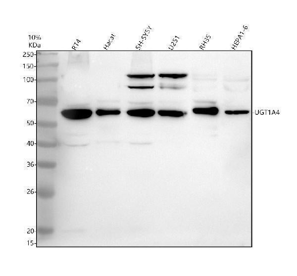 Anti-UGT1A4 Antibody Picoband® Boster Bio