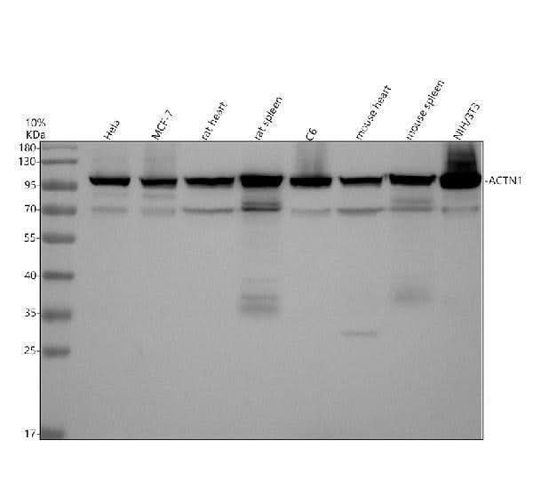 Anti-Alpha Actinin/ACTN1 Antibody Picoband® Boster Bio