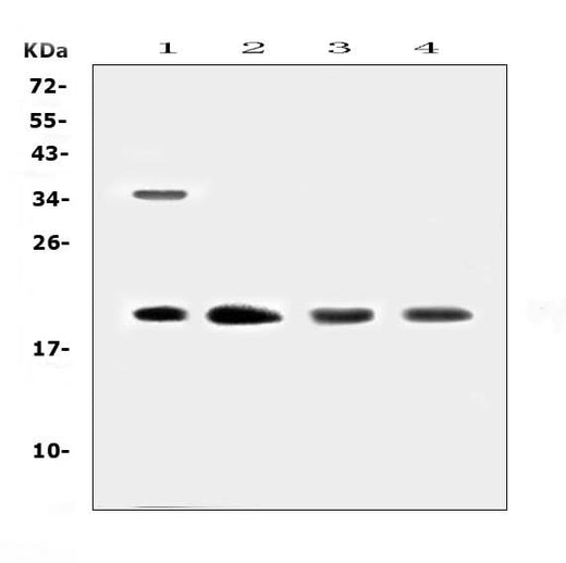 Anti-Dermatopontin/DPT Antibody Picoband® Boster Bio