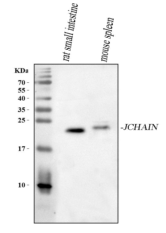 Anti-JCHAIN Antibody Picoband® Boster Bio
