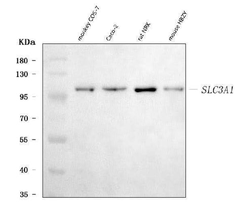 Anti-SLC3A1 Antibody Picoband® Boster Bio