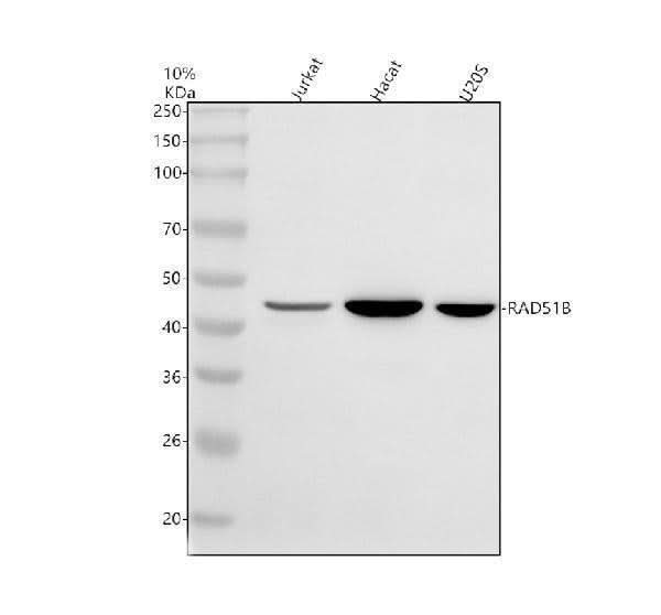 Anti-RAD51L1/RAD51B Antibody Picoband® Boster Bio