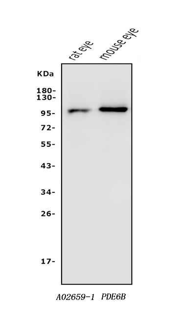 Anti-PDE6 beta/PDE6B Antibody Picoband® Boster Bio