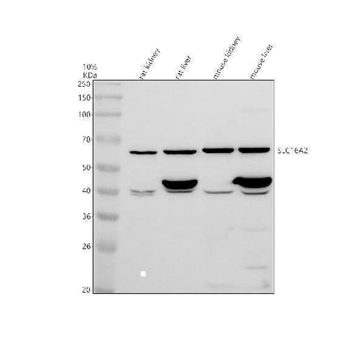 Anti-SLC16A2 Antibody Picoband® Boster Bio