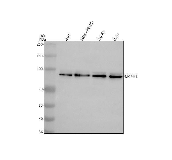 Anti-BRIT1/MCPH1 Antibody Picoband® Boster Bio