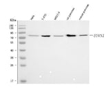 Anti-HRD1/SYVN1 Antibody Picoband® Boster Bio