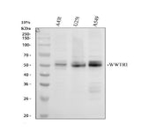 Anti-WWTR1 Antibody Picoband® Boster Bio