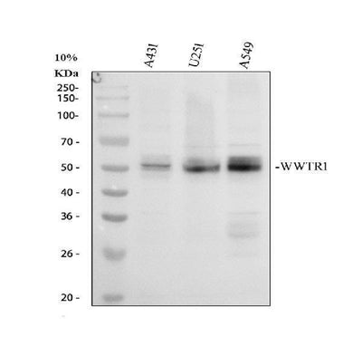 Anti-WWTR1 Antibody Picoband® Boster Bio