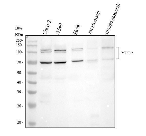 Anti-MUC13 Antibody Picoband® Boster Bio