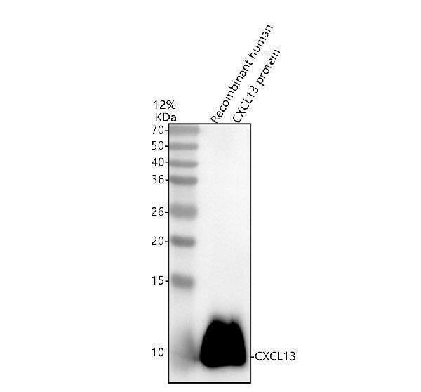 Anti-BCA1/CXCL13 Antibody Picoband® Boster Bio