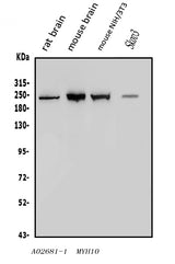 Anti-non-muscle Myosin IIB/MYH10 Antibody Picoband® Boster Bio