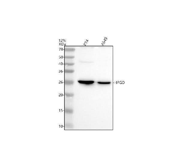 Anti-HPGD Antibody Picoband® Boster Bio