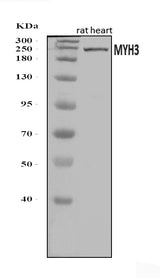 Anti-heavy chain Myosin/Myh3 Antibody Picoband® Boster Bio