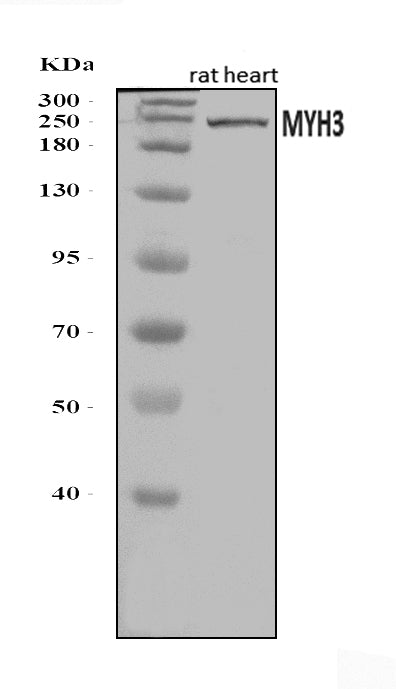 Anti-heavy chain Myosin/Myh3 Antibody Picoband® Boster Bio