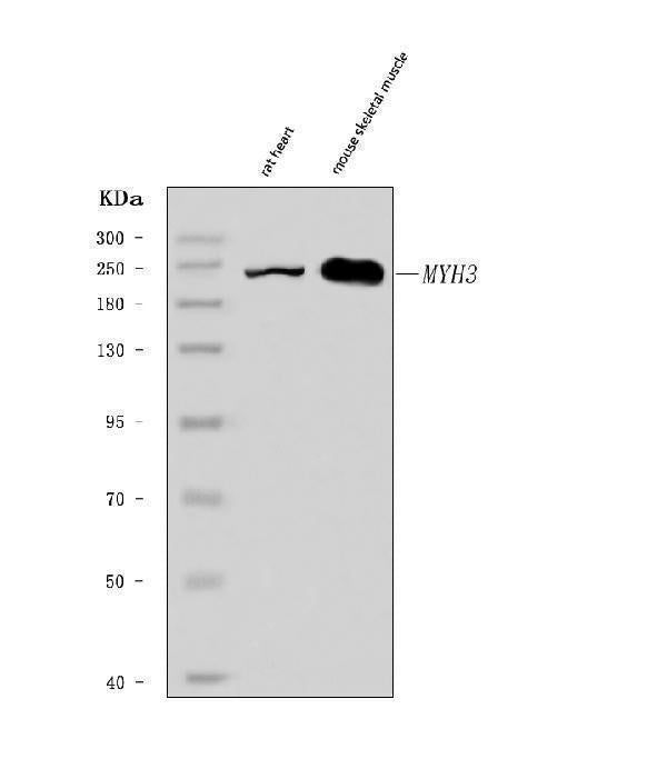Anti-heavy chain Myosin/MYH3 Antibody Picoband® Boster Bio