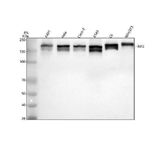 Anti-INF2 Antibody Picoband® Boster Bio