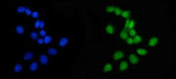 Anti-APRT Antibody Picoband® Boster Bio