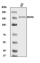 Anti-NFAT4/NF-ATc3/NFATC3 Antibody Picoband® Boster Bio