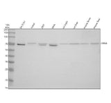 Anti-DTNB Antibody Picoband® Boster Bio