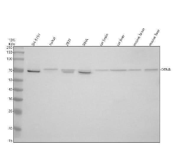 Anti-DTNB Antibody Picoband® Boster Bio
