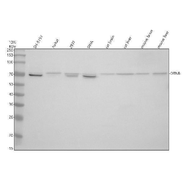 Anti-DTNB Antibody Picoband® Boster Bio