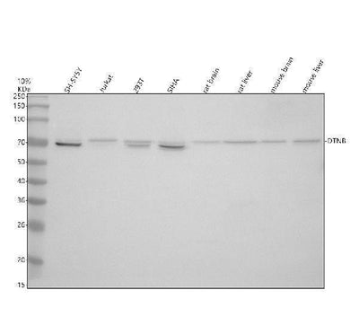 Anti-DTNB Antibody Picoband® Boster Bio