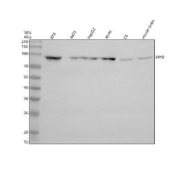 Anti-EPS8 Antibody Picoband® Boster Bio