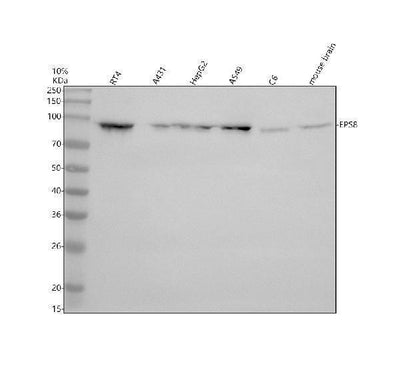 Anti-EPS8 Antibody Picoband® Boster Bio