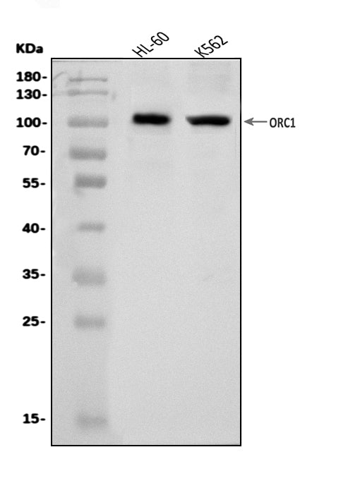 Anti-ORC1 Antibody Picoband® Boster Bio