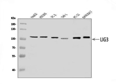 Anti-DNA Ligase III/LIG3 Antibody Picoband® Boster Bio