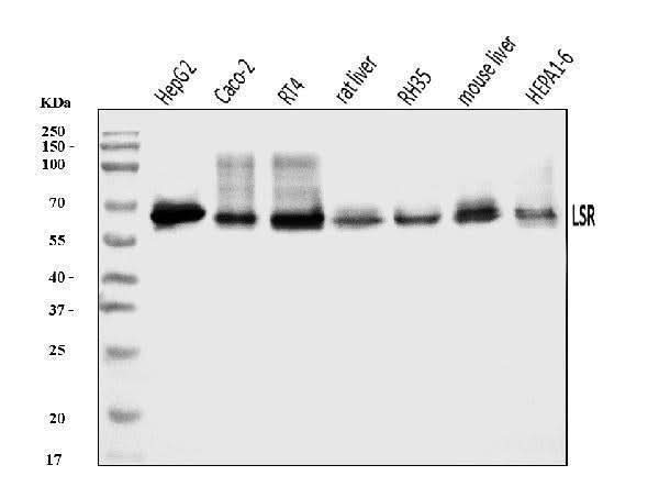 Anti-LSR Antibody Picoband® Boster Bio