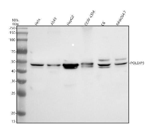 Anti-SKAR/POLDIP3 Antibody Picoband® Boster Bio