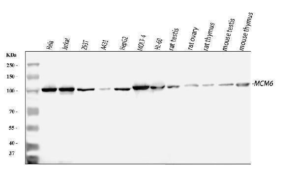 Anti-MCM6 Antibody Picoband® Boster Bio