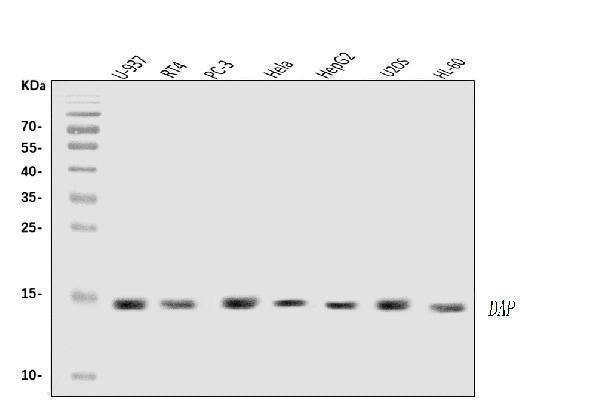 Anti-DAP1/DAP Antibody Picoband® Boster Bio