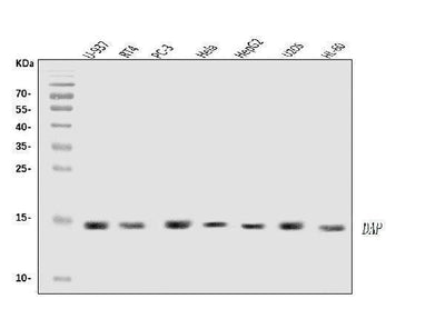 Anti-DAP1/DAP Antibody Picoband® Boster Bio