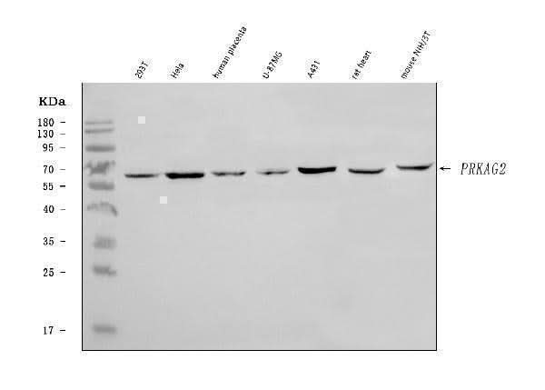 Anti-PRKAG2 Antibody Picoband® Boster Bio